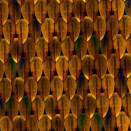 African Bush Viper Scales