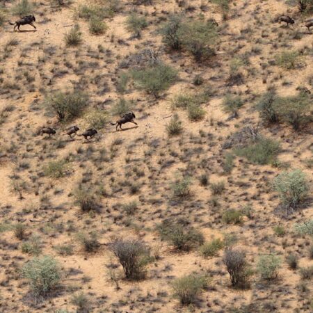 African Wildebeest Camouflage