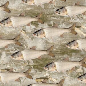 Asian Carp 22