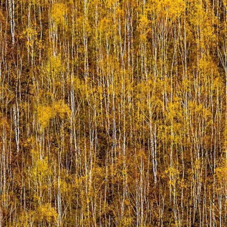 Autumn Birch Forest