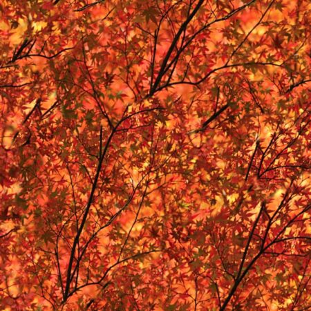 Autumn Blaze 23 Camouflage