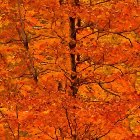 Autumn Blaze 24 Camouflage