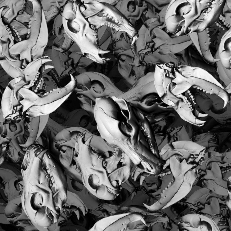 Bear Skulls 22