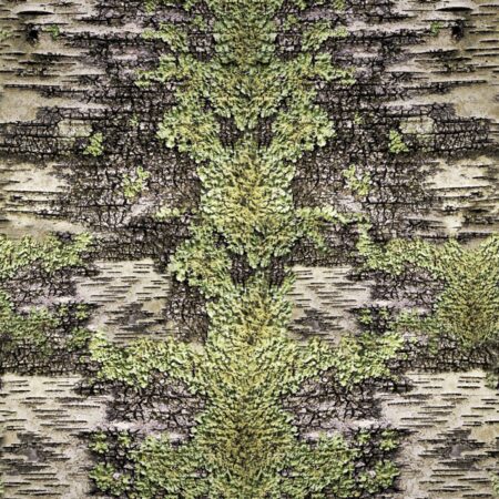 Birch Lichen Camouflage