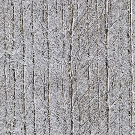 Birches Snow Camouflage