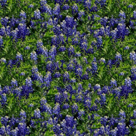 Blue Bonnets 25