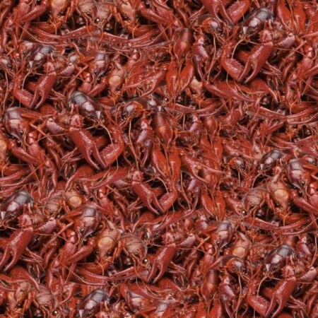 Boiled Crawfish 22