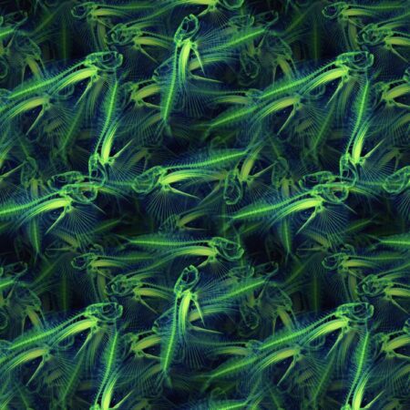 BoneFish Radioactive 24