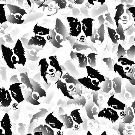 Border Collies 23