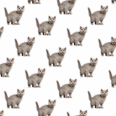 British Shorthair 22