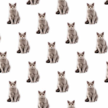 British Shorthair 23