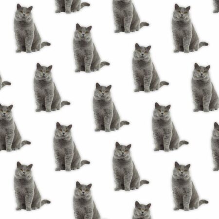 British Shorthair 24