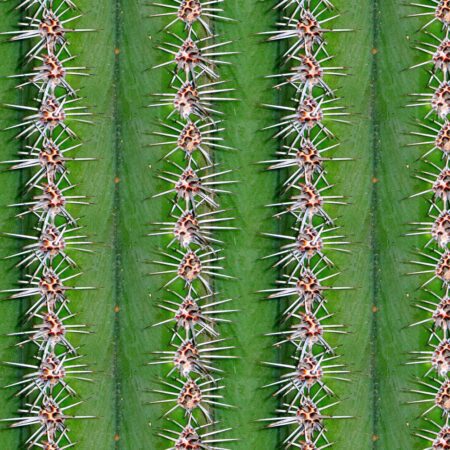 Cactus Spikes