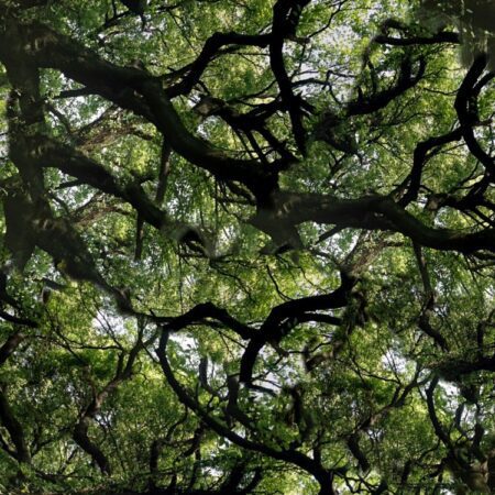 Canopy 22 Camouflage