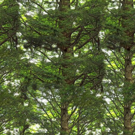 Canopy 23 Camouflage