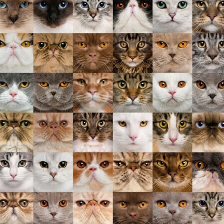 Cat Faces