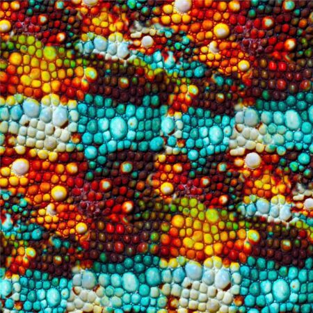 Chameleon Skin 25