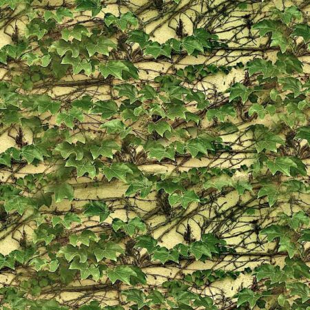 Climbing Ivy on Wall