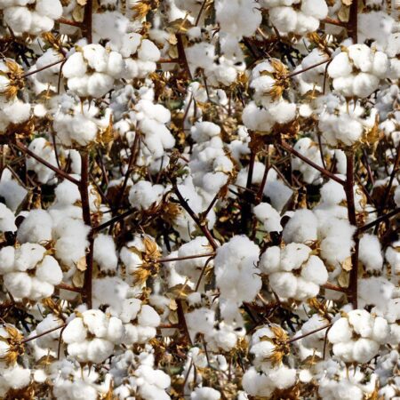 Cotton Forever