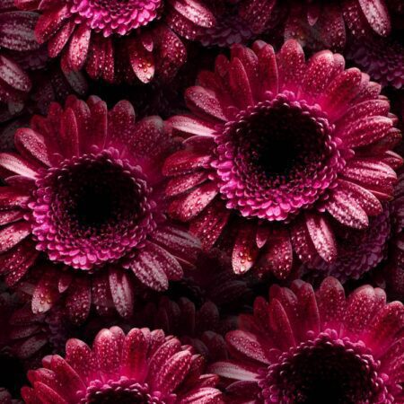 Dark Pink Gerbera Flowers