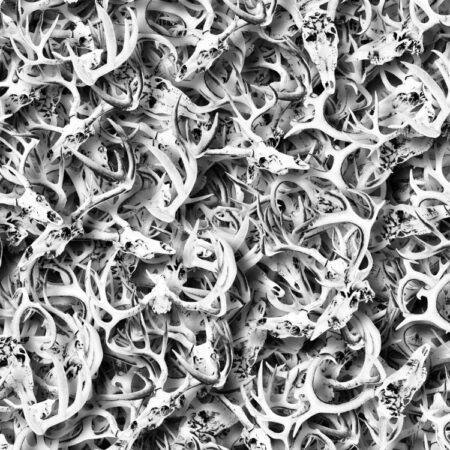 Deer Skulls 33