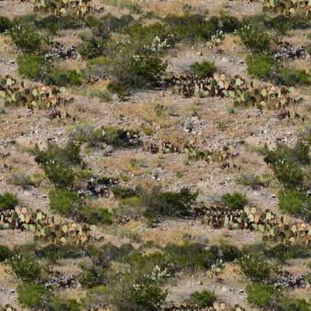 Desert Cactus Camo