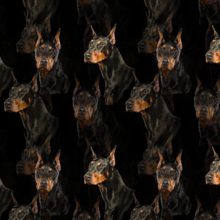Doberman 22