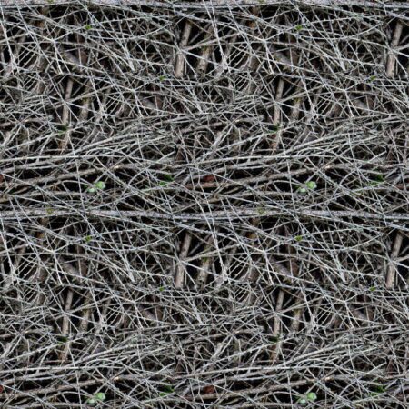 Dry Twigs