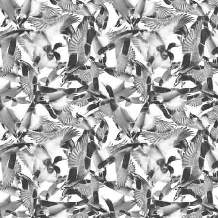 Black and White Ducks