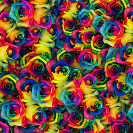 Dyed Roses 22