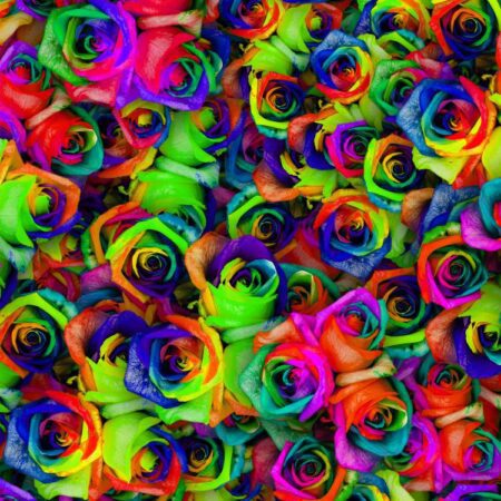Dyed Roses 23