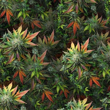 Elephant Jungle Kush