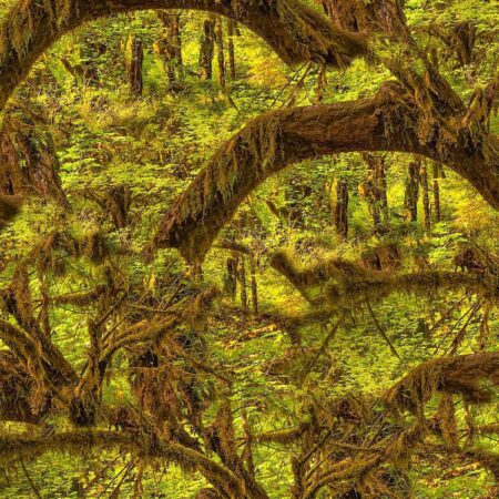 Enchanted Forest Camouflage 23