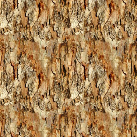 Eucalyptus Bark