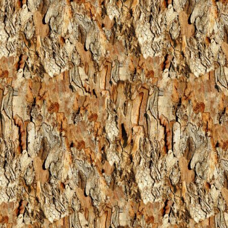 Eucalyptus Bark