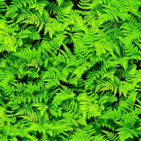 Fern Fields 23