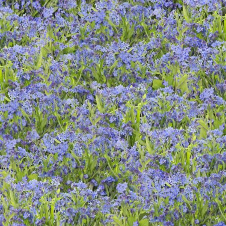 Field of Forget Me Not Flowers