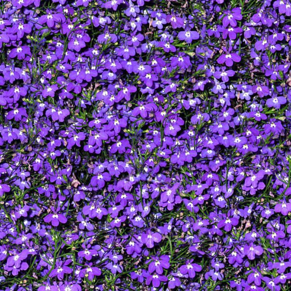 Field of Violets