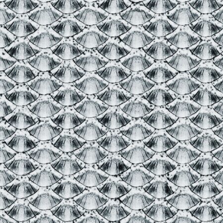 Fish Scales Overlay