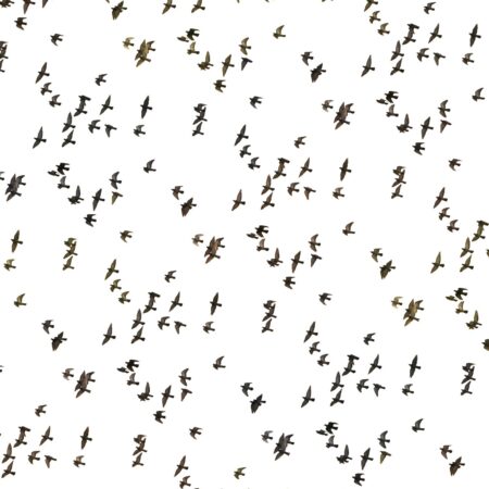 Flock of Birds