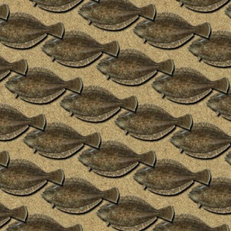 Flounder 23