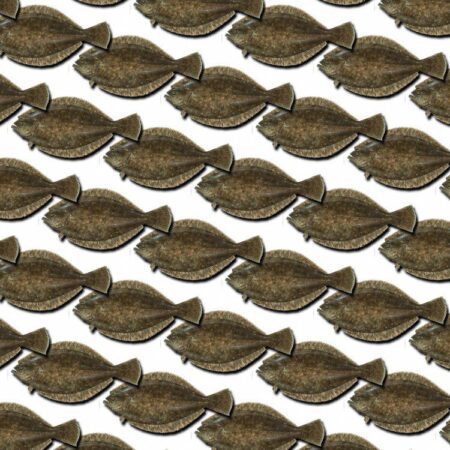 Flounder 24