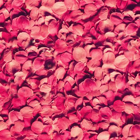 Flower Petals 22