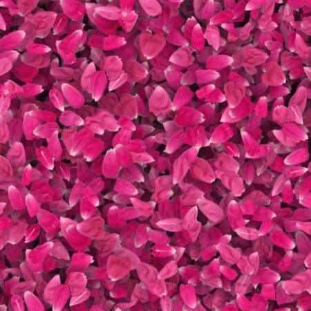 Flower Petals 23