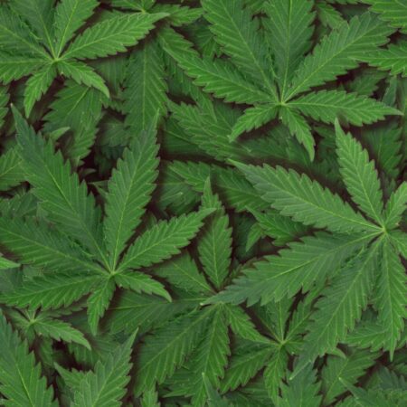 Ganja Leaves