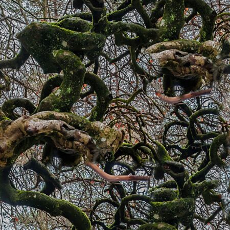 Gnarly 24 Camouflage