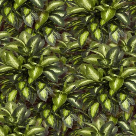 Golden Dieffenbachia