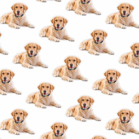 Golden Retrievers 22