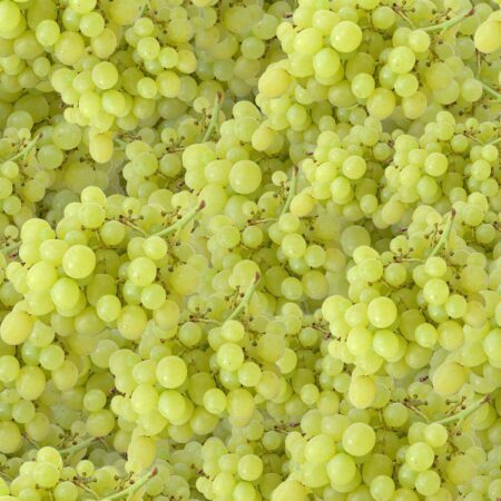 Grapes 22