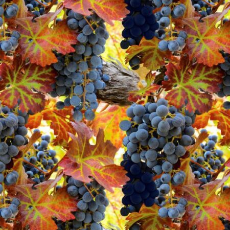 Grapes on the Vine